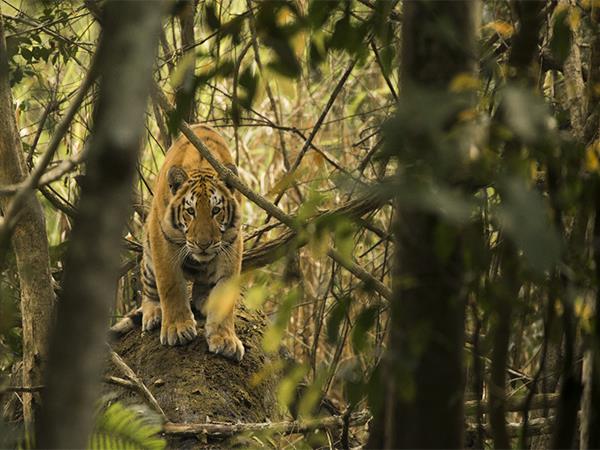 Kaziranga's roaring success: Home to world's 3rd highest tiger density, says report